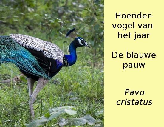 Blauwe pauw haan (Pavo cristatus)