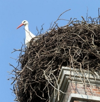 Ooievaar (Ciconia ciconia) op nest