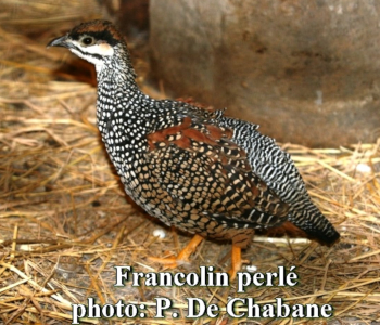 Parelfrankolijn (Francolinus pintadeanus)
