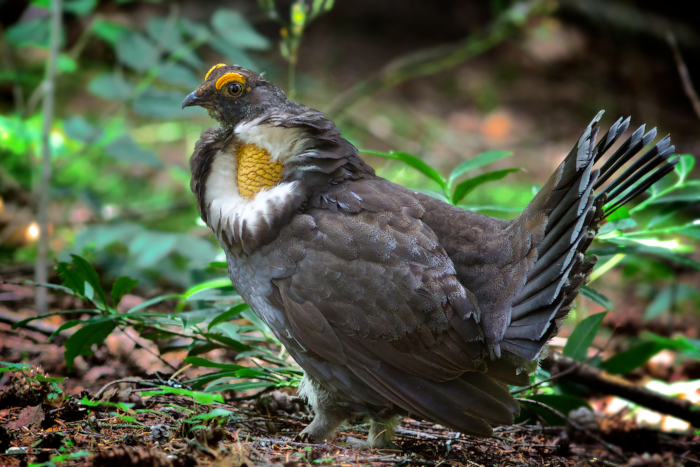 Grauw sneeuwhoen (Dendragapus fuliginosus)