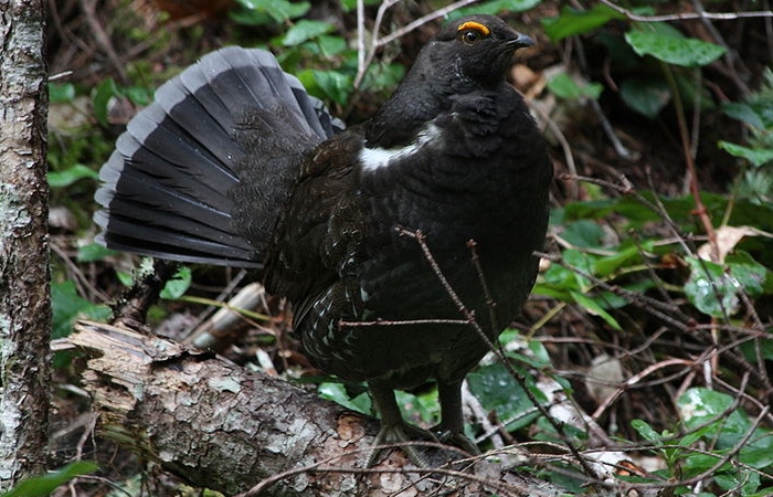 Grauw sneeuwhoen (Dendragapus fuliginosus)