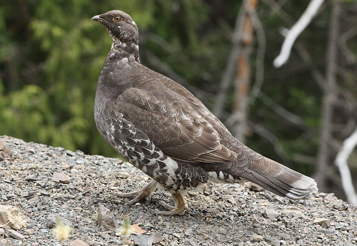 Grauw sneeuwhoen (Dendragapus fuliginosus)