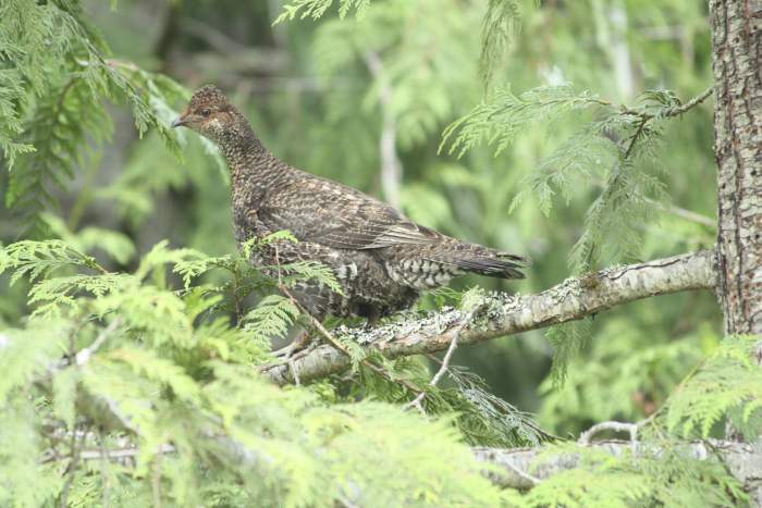 Grauw sneeuwhoen (Dendragapus fuliginosus)