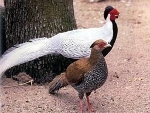 Berlioz zilverfazant (Lophura nycthemera berliozi)