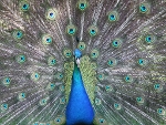 Blauwe pauw (Pavo cristatus)