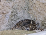 Chinese dwergkwartel (Coturnix chinensis)
