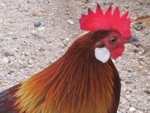 Cochinchinese rode kamhoen (Gallus gallus gallus)