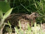 Europese kwartel (Coturnix coturnix)