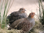 Europese patrijs (Perdix perdix)