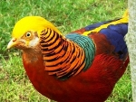 Goudfazant (Chrysolophus pictus)