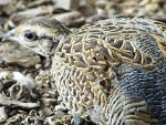 Halsbandfrankolijn (Francolinus francolinus)