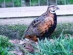 Harlekijnkwartel (Coturnix delegorguei)
