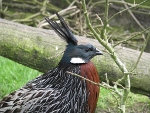 Koklasfazant (Pucrasia macrolopha)
