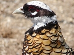 Koningsfazant (Syrmaticus reevesi)