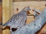 Kuifkwartel (Colinus cristatus)