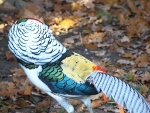 Lady Amherstfazant (Chrysolophus amherstiae)