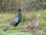 Noordelijke versicolorfazant (Phasianus versicolor robustipes)