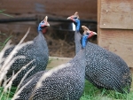 Reichenow helmparelhoenders (Numida meleagris reichenowi)