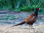 Strauchfazant (Phasianus colchicus strauchi)