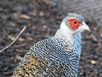 Wallichfazant (Catreus wallichi)