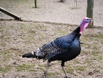 Wilde kalkoen (Meleagris gallopavo intermedia)