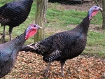 Wilde kalkoen (Meleagris gallopavo merriami)