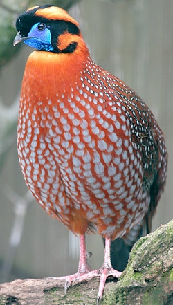 Temmincktragopaan (Tragopan temminckii)