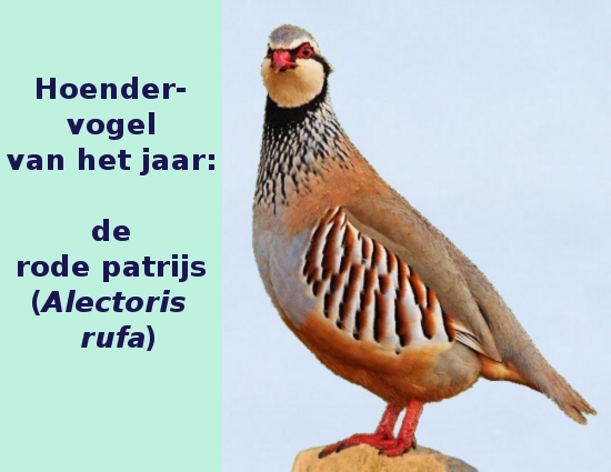Rode-patrijs (Alectoris rufa)