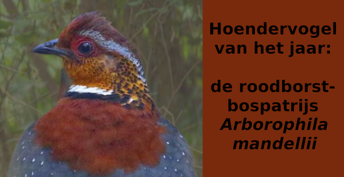Roodborstbospatrijs (Arborophila mandellii)