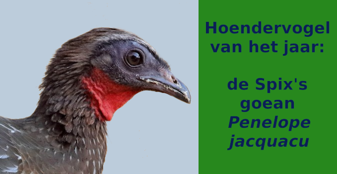 Spix's goean (Penelope jacquacu)