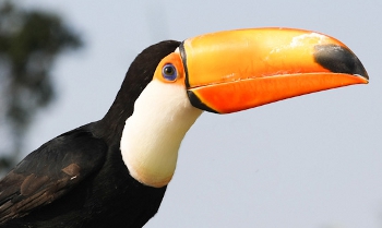 Tokotoekan (Ramphastos toco)