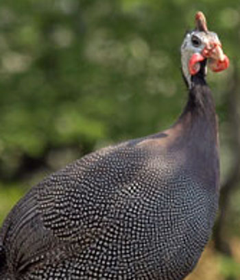 Helmparelhoen (Numida meleagris)