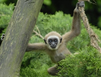 Jonge withandgibbon (Hylobates lar)