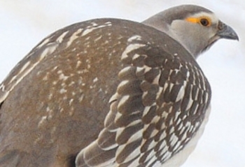 Altai berghoen (Tetraogallus altaicus)