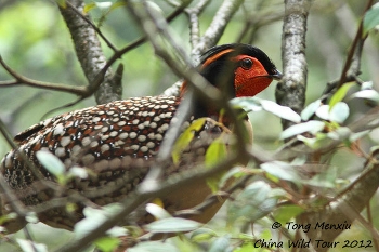 Cabottragopaan (Tragopan caboti)