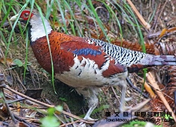 Eliotfazant (Syrmaticus ellioti)