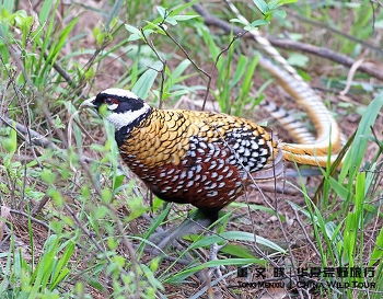 Koningsfazant (Syrmaticus reevesii)