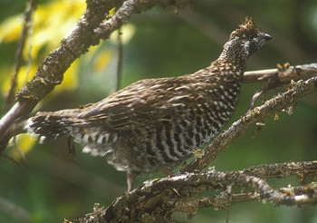 Zwartborsthazelhoen (Tetrastes sewerzowi)