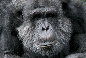 Chimpansee (Pan troglodytes)
