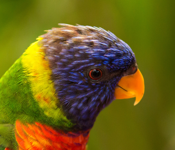 Regenbooglori (Trichoglossus haematodus)