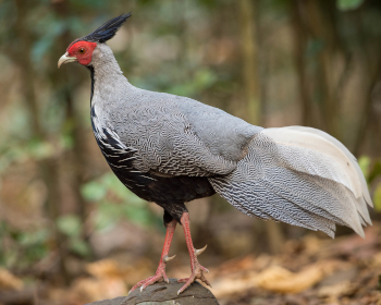 Crawfurdfazant (Lophura leucomelanos crawfurdii)