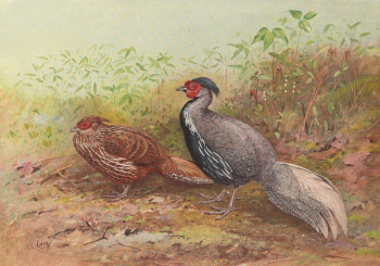 Streepfazanten (Lophura leucomelanos lineata)