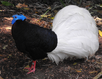 Bulwerfazant (Lophura bulweri)