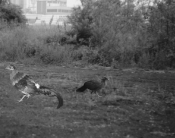 Javaanse rode kamhoenders (Gallus gallus bankiva)