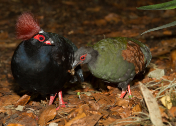 Roelroel (Rollulus rouloul)