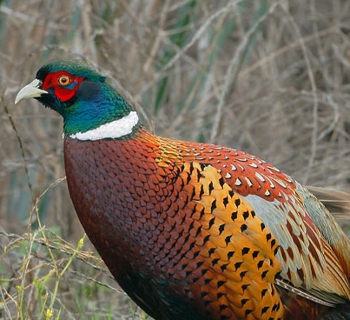 De colchicusfazant (Phasianus colchicus ssp)