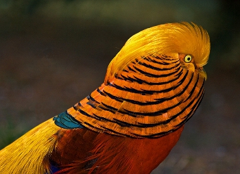 De goudfazant (Chrysolophus pictus)