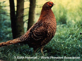 De koperfazant (Syrmaticus soemmerringii ssp)