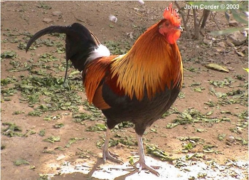 Het rode kamhoen (Gallus gallus)