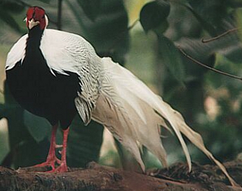 De zilverfazant (Lophura nycthemera ssp)